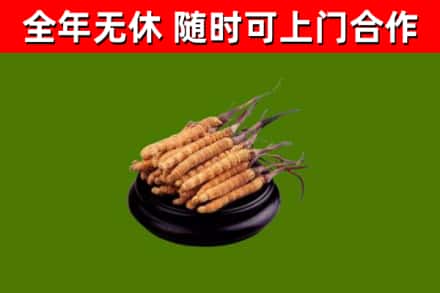 南通回收冬虫夏草