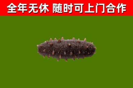 南通回收海参干